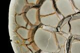 Cut Septarian Nodule With Pyrite With Stand - Spectacular! #92666-4